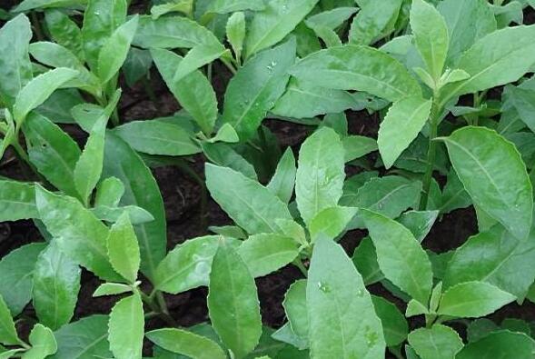 四方草能止痛止痒利湿退黄